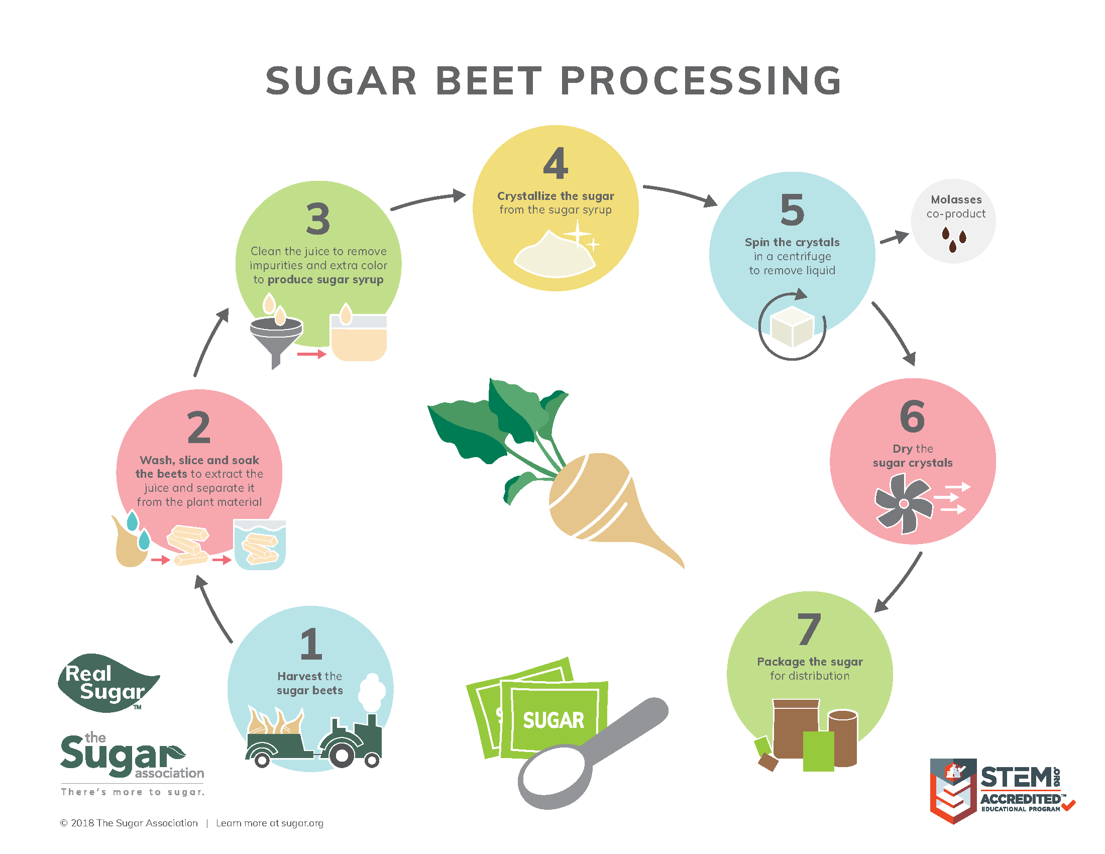 Sugar Beet Processing Infograph