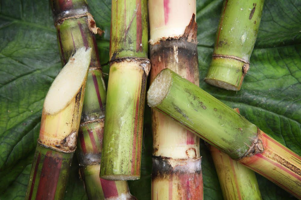 What Are Sugar Canes Used For