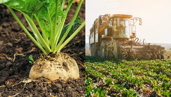 Sugar beet vs sugar cane